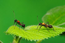 RF- Broad-headed Bug (Hyalymenus tarsatus) nymphs on leaf mimicking ants. Comal County, Hill Country, Central Texas, USA. October. (This image may be licensed either as rights managed or royalty free....