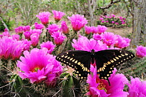 Black Swallowtail Butterfly (Papilio polyxenes) male on Strawberry Hedgehog Cactus (Echinocereus enneacanthus). Laredo, Webb County, Texas, USA, April.