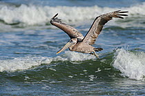 Brown Pelican (Pelecanus occidentalis)  immature  in flight over surf. Port Aransas, Texas, USA, September.