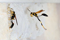 Black and yellow Mud Dauber (Sceliphron caementarium) females in flight bringing mud to nest inside wall. Comal County, Hill Country, Central Texas, USA, July.