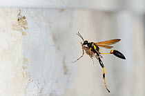 Black and yellow Mud Dauber (Sceliphron caementarium) female in flight carrying prey to her nest. Comal County, Hill Country, Central Texas, USA, July.
