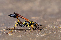 Black and yellow Mud Dauber (Sceliphron caementarium) female collecting mud for her nest. Comal County, Hill Country, Central Texas, USA, July. Sequence 1 of 4.