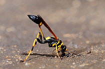Black and yellow Mud Dauber (Sceliphron caementarium) female collecting mud for her nest. Comal County, Hill Country, Central Texas, USA, July. Sequence 2 of 4.