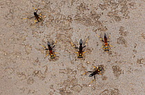 Black and yellow Mud Dauber (Sceliphron caementarium) females collecting mud for their nests. Comal County, Hill Country, Central Texas, USA, July.