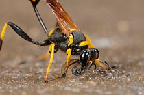 Black and yellow Mud Dauber (Sceliphron caementarium) female collecting mud for her nest. Comal County, Hill Country, Central Texas, USA, July.
