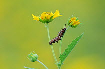 Caterpillar (Lepidoptera) adult walking on Cowpen Daisy, Golden Crownbeard (Verbesina encelioides). Laredo, Webb County, Texas, USA, April.