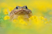 RF- Cane Toad / Marine Toad / Giant Toad (Bufo marinus) adult in Dogweed (Dyssodia pentachaeta). Laredo, Webb County, South Texas, USA. April. (This image may be licensed either as rights managed or r...