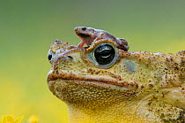 RF- Cane toad / Marine toad / Giant toad (Bufo marinus) adult with Great plains narrowmouth toad (Gastrophryne olivacea) sitting on its head. Laredo, Webb County, South Texas, USA. (This image may be...