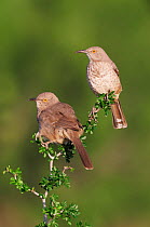 Two Curve-billed Thrashers (Toxostoma curvirostre) perched. Laredo, Webb County, South Texas, USA, April.