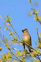 Cedar Waxwing (Bombycilla cedrorum) adult perched among Pecan tree flowers (Carya illinoinensis). New Braunfels, Hill Country, Central Texas, USA, March.
