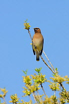 Cedar Waxwing (Bombycilla cedrorum) adult perched on Pecan tree flowers (Carya illinoinensis). New Braunfels, Hill Country, Central Texas, USA, March.
