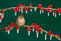 Chipping Sparrow (Spizella passerina) adult on ice covered Possum Haw Holly (Ilex decidua) berries. New Braunfels, San Antonio, Hill Country, Central Texas, USA, January.