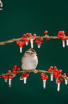 Chipping Sparrow (Spizella passerina), adult on ice covered Possum Haw Holly (Ilex decidua) berries. New Braunfels, San Antonio, Hill Country, Central Texas, USA, January.