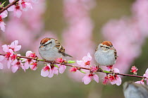 Chipping Sparrow (Spizella passerina) adults on blooming peach tree (Prunus persica). New Braunfels, San Antonio, Hill Country, Central Texas, USA, February.