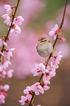 Chipping Sparrow (Spizella passerina), adult on blooming peach tree (Prunus persica). New Braunfels, San Antonio, Hill Country, Central Texas, USA, February.