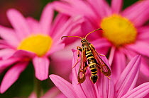 Clearwing Borer (Sesiidae) adult on Gerbera Daisy (Gerbera sp.). This species mimics a wasp to deter predators. Comal County, Hill Country, Central Texas, USA, November.
