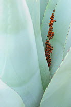 Convergent Ladybug (Hippodamia convergens) adults hibernating in agave plant. Davis Mountains, West Texas, USA, September.