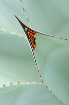 Convergent Ladybug (Hippodamia convergens) adults hibernating in agave plant. Davis Mountains, West Texas, USA, September.