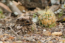 RF- Common Poorwill (Phalaenoptilus nuttallii) adult on nest camouflaged. South Texas, USA. April. (This image may be licensed either as rights managed or royalty free.)