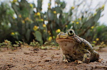 Couch's Spadefoot (Scaphiopus couchii) adult taking the opportunity to explore after rain has wetted the desert. Laredo, Webb County, South Texas, USA, April.