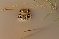 Couch's Spadefoot (Scaphiopus couchii) pair mating. Laredo, Webb County, South Texas, USA, April.