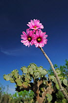 Dahlia hedgehog cactus (Echinocereus poselgeri) in flower and Texas Prickly Pear Cactus (Opuntia lindheimeri). Laredo, Webb County, South Texas, USA, April.