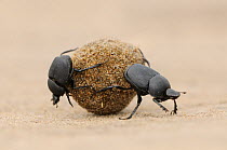 RF- Dung Beetle (Scarabaeinae) adults rolling dung ball. Laredo, Webb County, South Texas, USA. April. (This image may be licensed either as rights managed or royalty free.)