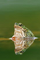 Eastern Green Toad (Bufo debilis debilis), adult in pond. Laredo, Webb County, South Texas, USA, April.
