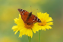 Empress Leilia butterfly (Asterocampa leilia) adult on Huisache Daisy (Amblyolepis setigera). Laredo, Webb County, Texas, USA, April.