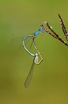 Familiar Bluet (Enallagma civile) pair mating on grass forming a 'mating wheel'. Laredo, Webb County, South Texas, USA, April.