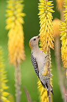 Golden-fronted Woodpecker (Melanerpes aurifrons), female feeding from Torch Lily, Red Hot Poker (Kniphofia sp.). Laredo, Webb County, South Texas, USA, April.