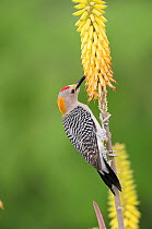 Golden-fronted Woodpecker (Melanerpes aurifrons), male feeding from Torch Lily, Red Hot Poker (Kniphofia sp.). Laredo, Webb County, South Texas, USA, April.