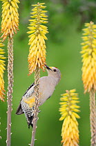 Golden-fronted Woodpecker (Melanerpes aurifrons), male feeding from Torch Lily, Red Hot Poker (Kniphofia sp.). Laredo, Webb County, South Texas, USA, April.