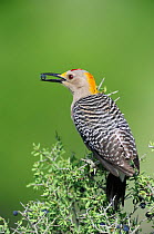 Golden-fronted Woodpecker (Melanerpes aurifrons), male with a berry in its beak. Laredo, Webb County, South Texas, USA, April.