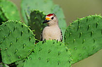 Golden-fronted Woodpecker (Melanerpes aurifrons), male perched on Texas Prickly Pear Cactus (Opuntia engelmanni). Laredo, Webb County, South Texas, USA, April.