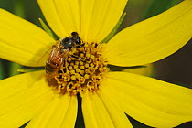 RF- Honey Bee (Apis mellifera), adult on Maximilians Sunflower (Helianthus maximilianii). Comal County, Hill Country, Central Texas, USA. October. (This image may be licensed either as rights managed...