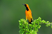 Hooded Oriole (Icterus cucullatus), male perched. Laredo, Webb County, South Texas, USA, April.