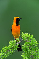 Hooded Oriole (Icterus cucullatus), male perched. Laredo, Webb County, South Texas, USA, April.