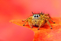 Jumping Spider (Salticidae) perched on Bigtooth Maple leaf (Acer grandidentatum). Lost Maples State Park, Hill Country, Central Texas, USA, November.