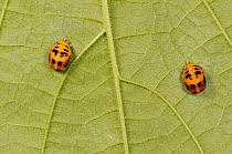 Multicolored Asian lady beetle (Harmonia axyridis), pupa under leaf. New Braunfels, Hill Country, Central Texas, USA, October.