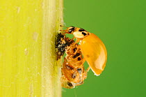 Multicolored Asian lady beetle (Harmonia axyridis), beetle newly emerged from pupa waiting for its shell to dry and harden. New Braunfels, Hill Country, Central Texas, USA, October. Sequence 4 of 5.