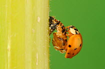 Multicolored Asian lady beetle (Harmonia axyridis), beetle newly emerged from pupa after the shell has hardened. New Braunfels, Hill Country, Central Texas, USA, October. Sequence 5 of 5.
