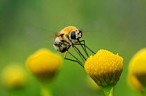 Large Bee Fly (Bombylius sp.), adult in feeding on Saladillo (Varilla texana). Laredo, Webb County, Texas, USA, April.
