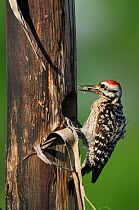 Ladder-backed Woodpecker (Picoides scalaris), male building nesting cavity in Agave, Century Plant (Agavaceae). Laredo, Webb County, South Texas, USA, April.