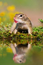 Mexican Ground Squirrel (Spermophilus mexicanus), adult drinking. Laredo, Webb County, South Texas, USA, April.
