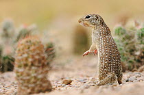 Mexican Ground Squirrel (Spermophilus mexicanus), adult standing. Laredo, Webb County, South Texas, USA, April.