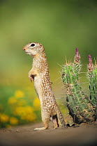Mexican Ground Squirrel (Spermophilus mexicanus) adult standing. Laredo, Webb County, South Texas, USA, April.