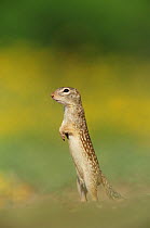 Mexican Ground Squirrel (Spermophilus mexicanus), adult standing. Laredo, Webb County, South Texas, USA.