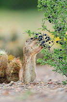 Mexican Ground Squirrel (Spermophilus mexicanus) adult eating berries. Laredo, Webb County, South Texas, USA, April.