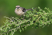 Northern Mockingbird (Mimus polyglottos) adult, Laredo, Webb County, South Texas, USA, April.